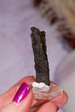 Permineralized Wood Specimen 4.2cm, Zwenkau, Leipzig, Germany, Sold as Seen Fossil Tali & Loz Crystals