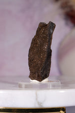 Permineralized Wood Specimen 4.2cm, Zwenkau, Leipzig, Germany, Sold as Seen Fossil Tali & Loz Crystals