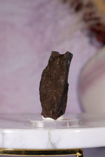 Permineralized Wood Specimen 4.2cm, Zwenkau, Leipzig, Germany, Sold as Seen Fossil Tali & Loz Crystals
