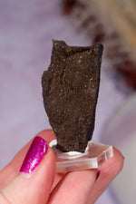 Permineralized Wood Specimen 4.2cm, Zwenkau, Leipzig, Germany, Sold as Seen Fossil Tali & Loz Crystals