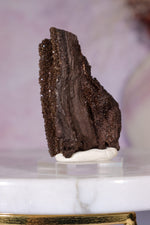Permineralized Wood Specimen 4.5cm, Zwenkau, Leipzig, Germany, Sold as Seen Fossil Tali & Loz Crystals