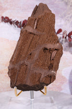 Permineralized wood With Detail, 16cm, Sold As Seen Fossil Tali & Loz Crystals