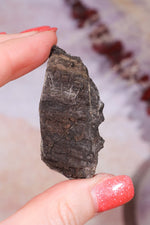 Permineralized Wood with Marcasite 19.7g Fossil Tali & Loz Crystals