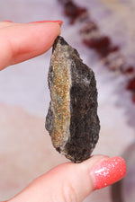 Permineralized Wood with Marcasite 19.7g Fossil Tali & Loz Crystals
