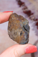 Permineralized Wood with Marcasite 19.7g Fossil Tali & Loz Crystals