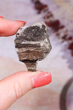 Permineralized Wood with Marcasite 24.4g Fossil Tali & Loz Crystals