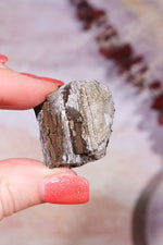 Permineralized Wood with Marcasite 24.4g Fossil Tali & Loz Crystals