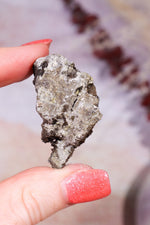 Permineralized Wood with Marcasite 24.4g Fossil Tali & Loz Crystals