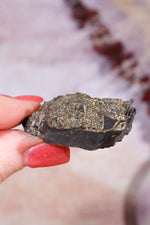 Permineralized Wood with Marcasite 29.56g Fossil Tali & Loz Crystals