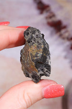 Permineralized Wood with Marcasite 29.6g Fossil Tali & Loz Crystals