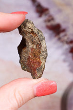 Permineralized Wood with Marcasite 37.1g Fossil Tali & Loz Crystals