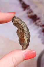 Permineralized Wood with Marcasite 37.1g Fossil Tali & Loz Crystals