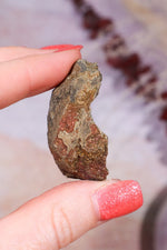 Permineralized Wood with Marcasite 37.1g Fossil Tali & Loz Crystals