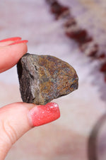 Permineralized Wood with Marcasite 59.8g Fossil Tali & Loz Crystals