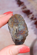 Permineralized Wood with Marcasite 59.8g Fossil Tali & Loz Crystals