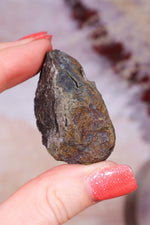 Permineralized Wood with Marcasite 59.8g Fossil Tali & Loz Crystals