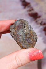 Permineralized Wood with Marcasite 59.8g Fossil Tali & Loz Crystals