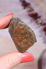 Permineralized Wood with Marcasite 69.4g Fossil Tali & Loz Crystals