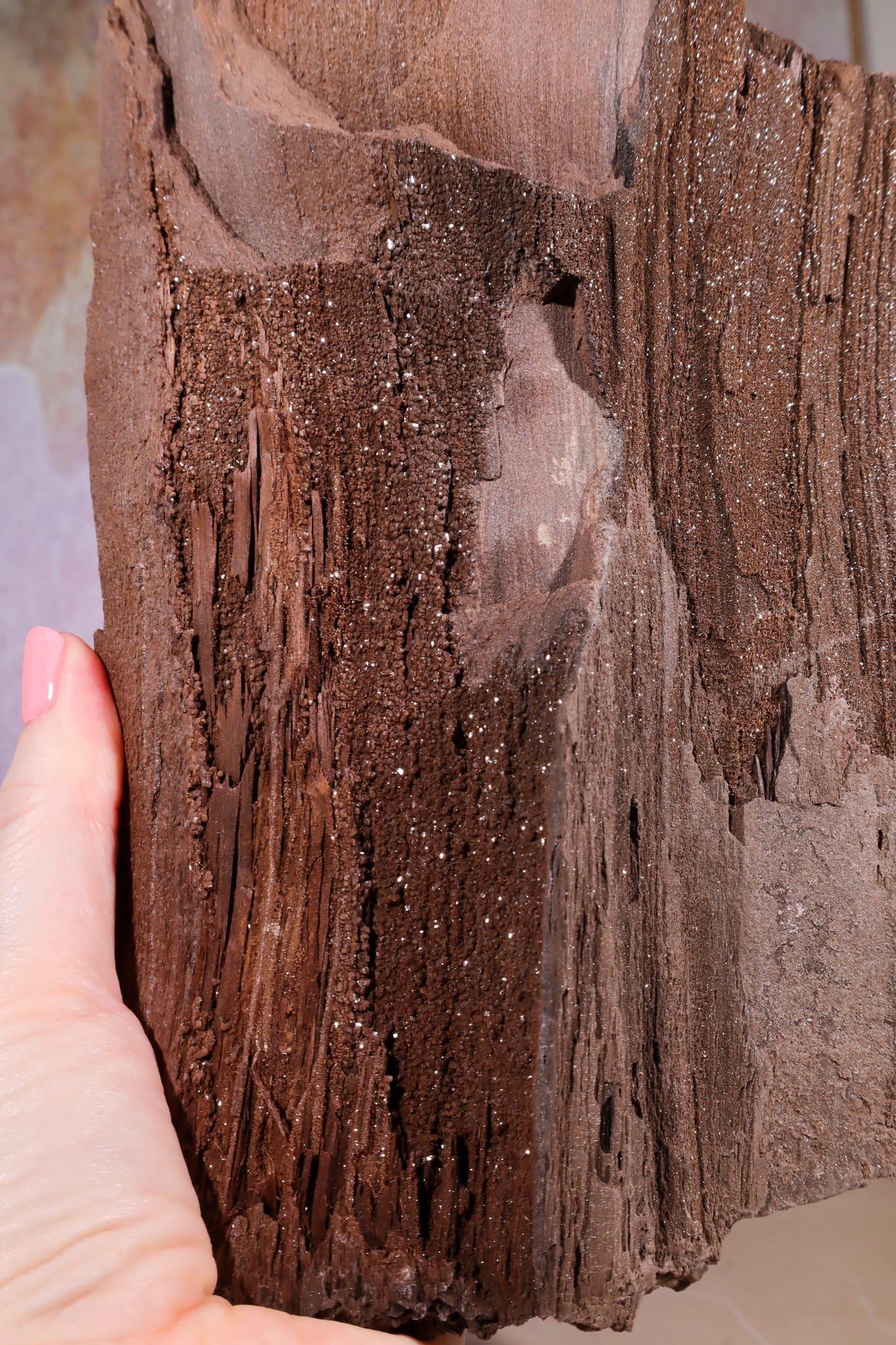 Petrified Wood Specimen | 250mm | Germany Petrified Wood Tali & Loz Crystals
