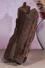 Petrified Wood Specimen | 250mm | Germany Petrified Wood Tali & Loz Crystals