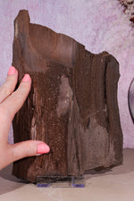 Petrified Wood Specimen | 250mm | Germany Petrified Wood Tali & Loz Crystals