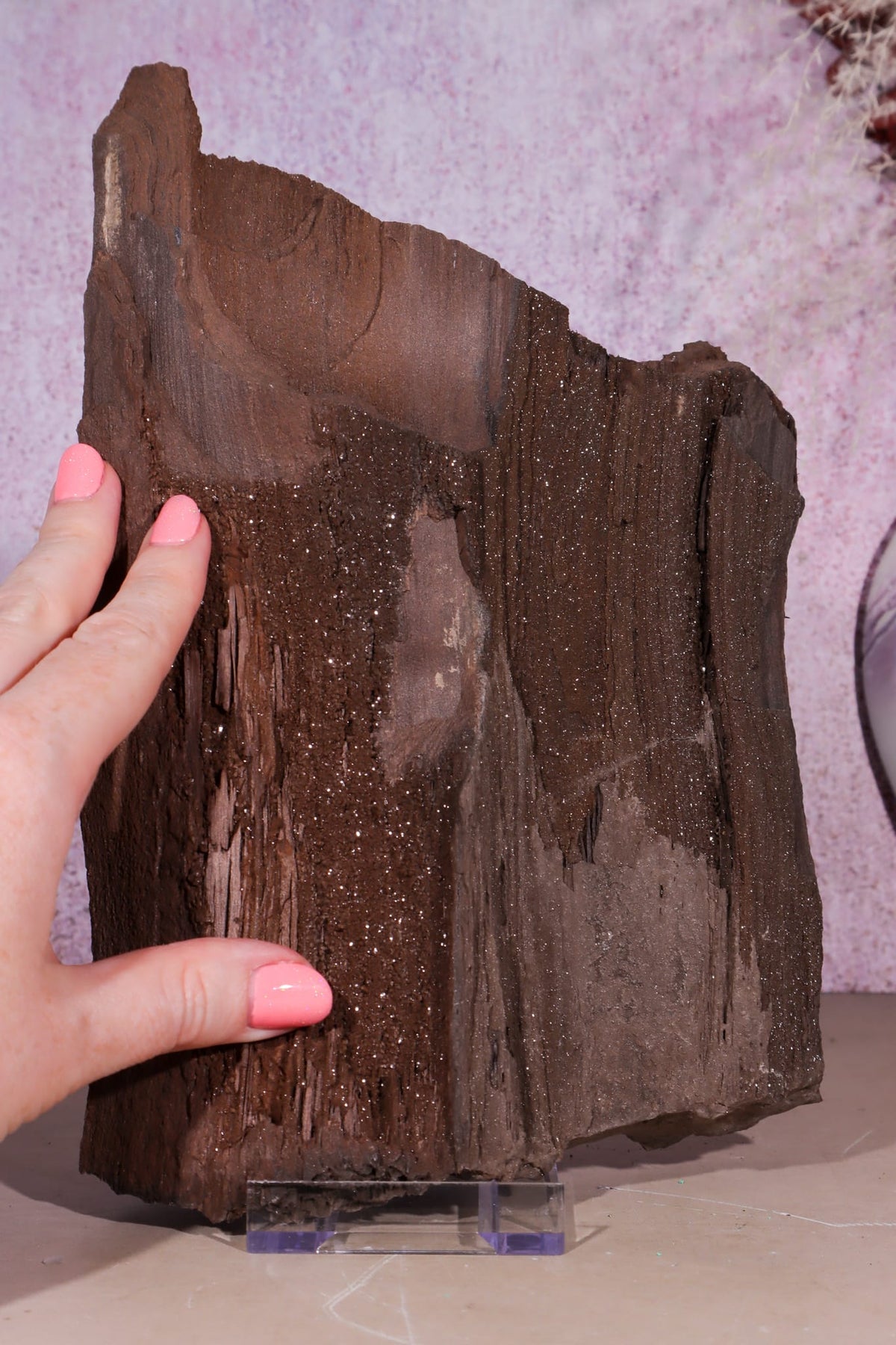 Petrified Wood Specimen | 250mm | Germany Petrified Wood Tali & Loz Crystals