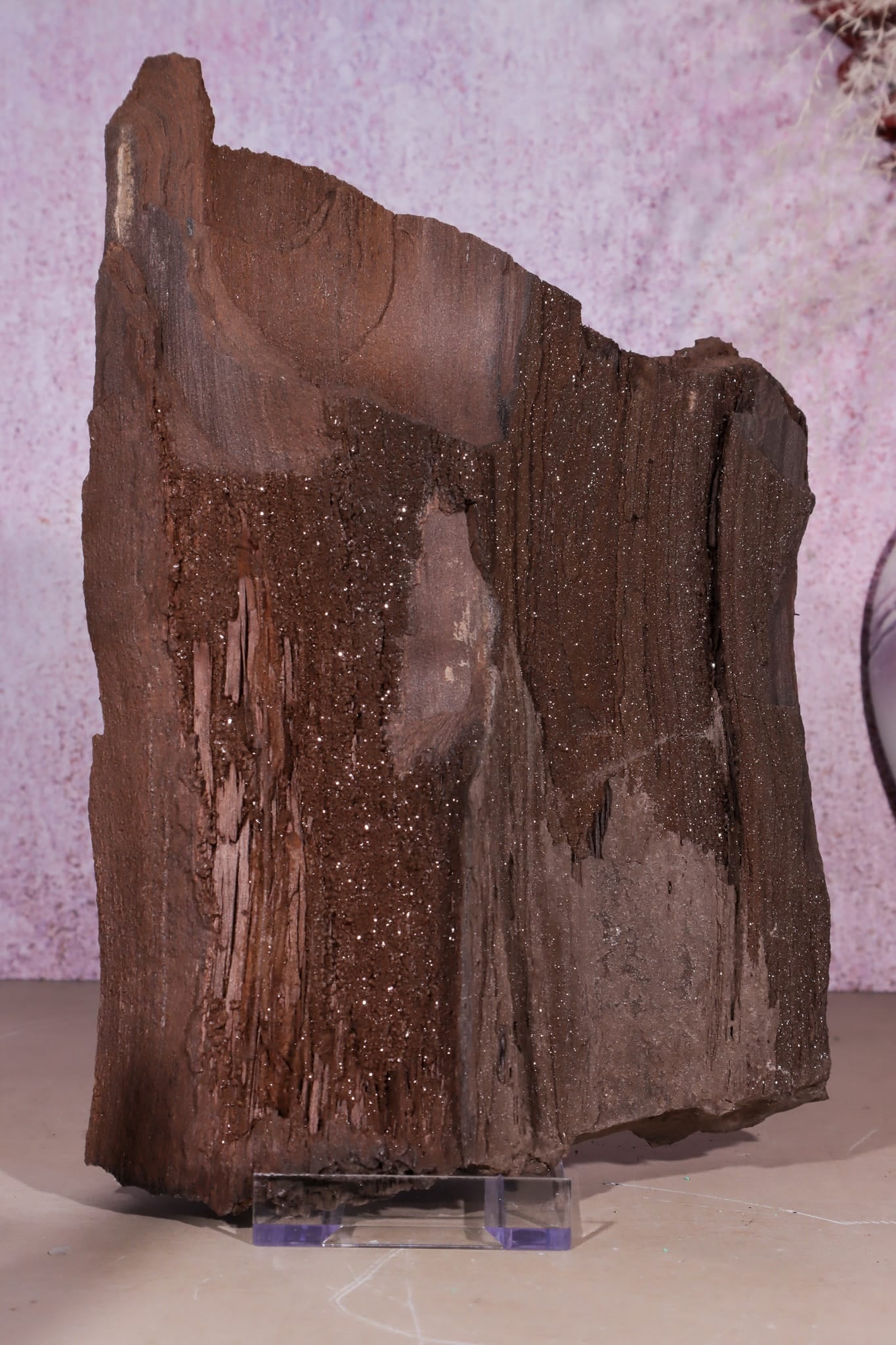 Petrified Wood Specimen | 250mm | Germany Petrified Wood Tali & Loz Crystals