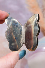 Pyrite Butterfly | Intuitively Chosen Mushrooms Tali & Loz