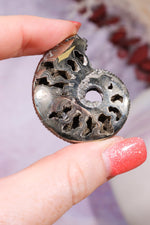 Pyritised Ammonite from France 16gr Fossil Tali & Loz Crystals