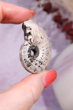 Pyritised Ammonite from France 16gr Fossil Tali & Loz Crystals