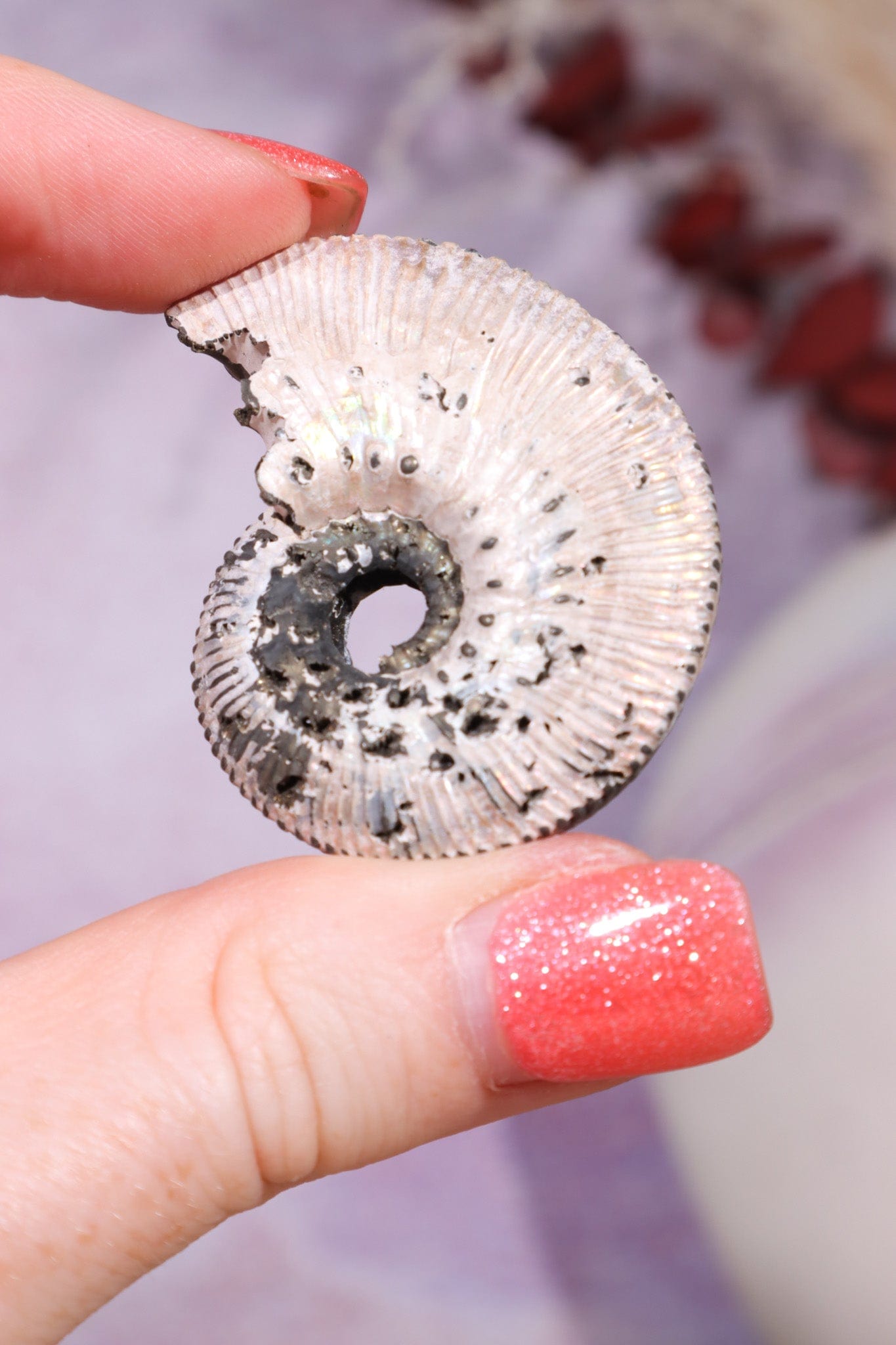 Pyritised Ammonite from France 16gr Fossil Tali & Loz Crystals
