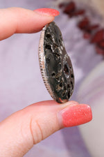 Pyritised Ammonite from France 16gr Fossil Tali & Loz Crystals