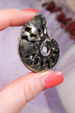 Pyritised Ammonite from France 16gr Fossil Tali & Loz Crystals