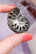 Pyritised Ammonite from France 16gr Fossil Tali & Loz Crystals