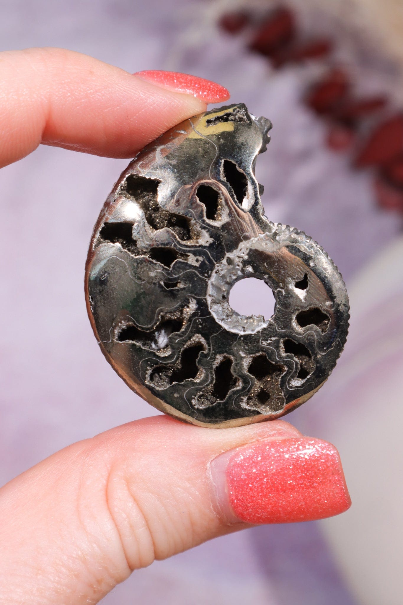 Pyritised Ammonite from France 16gr Fossil Tali & Loz Crystals