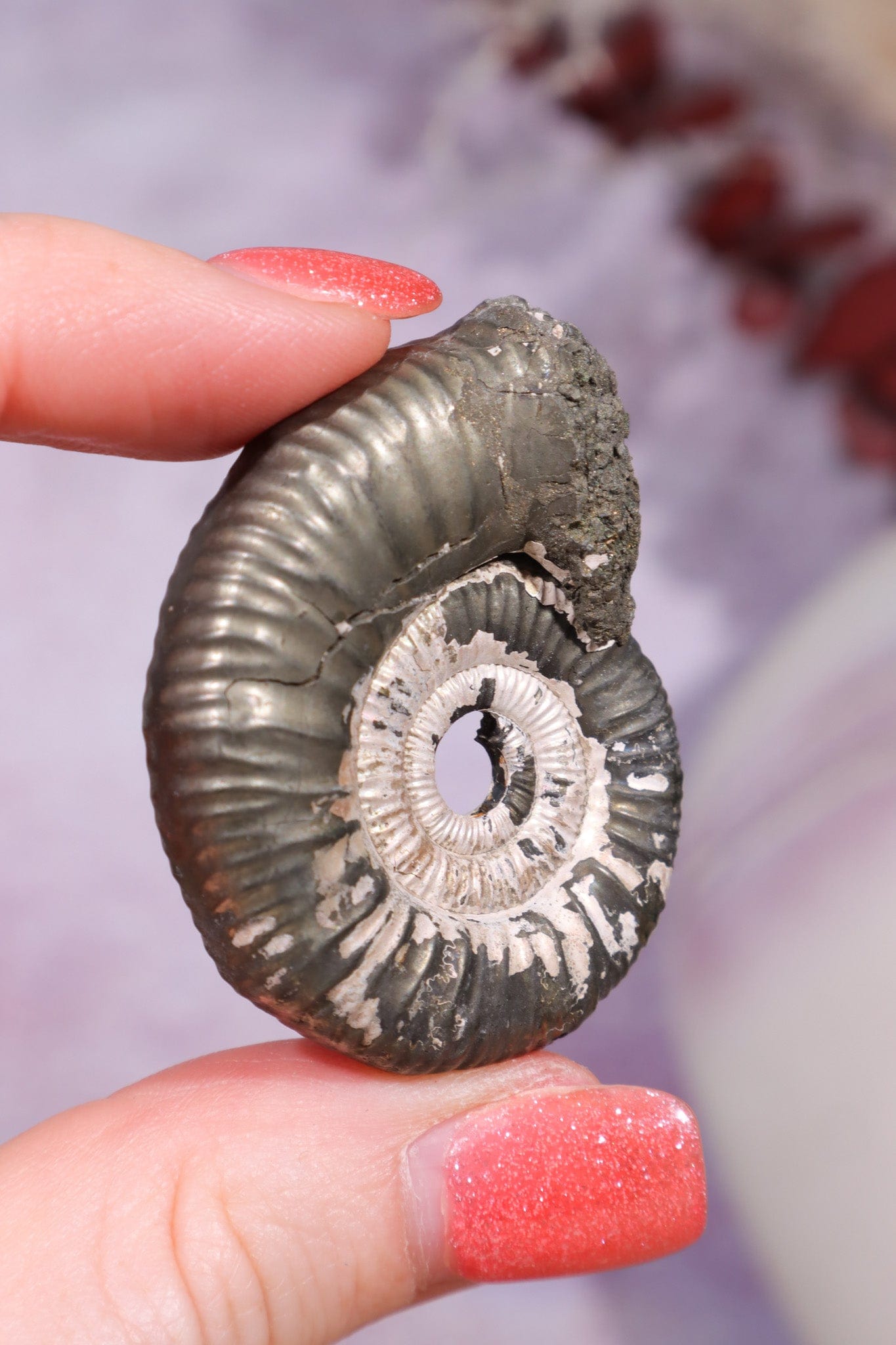 Pyritised Ammonite from France 17.70gr Fossil Tali & Loz Crystals