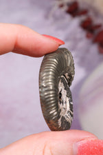 Pyritised Ammonite from France 17.70gr Fossil Tali & Loz Crystals