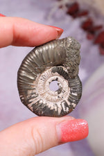 Pyritised Ammonite from France 17.70gr Fossil Tali & Loz Crystals