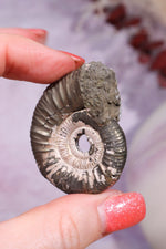 Pyritised Ammonite from France 17.70gr Fossil Tali & Loz Crystals