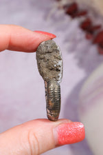 Pyritised Ammonite from France 17.70gr Fossil Tali & Loz Crystals