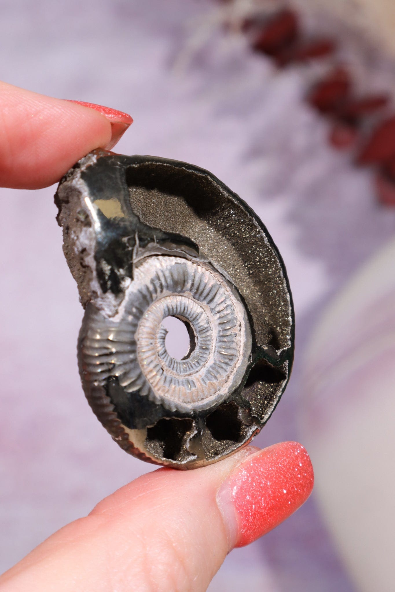 Pyritised Ammonite from France 17.70gr Fossil Tali & Loz Crystals