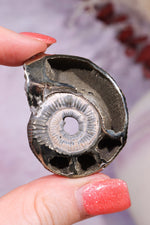 Pyritised Ammonite from France 17.70gr Fossil Tali & Loz Crystals