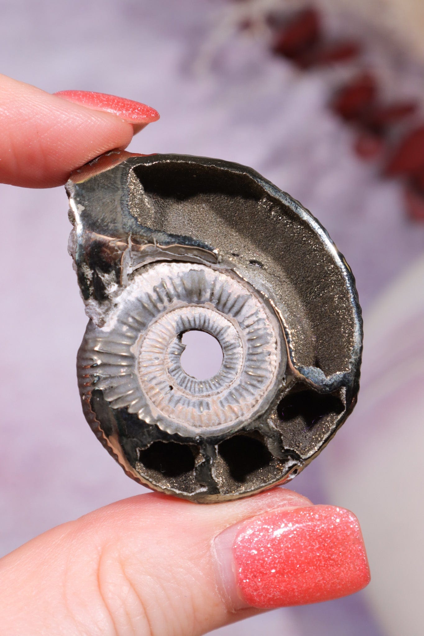 Pyritised Ammonite from France 17.70gr Fossil Tali & Loz Crystals