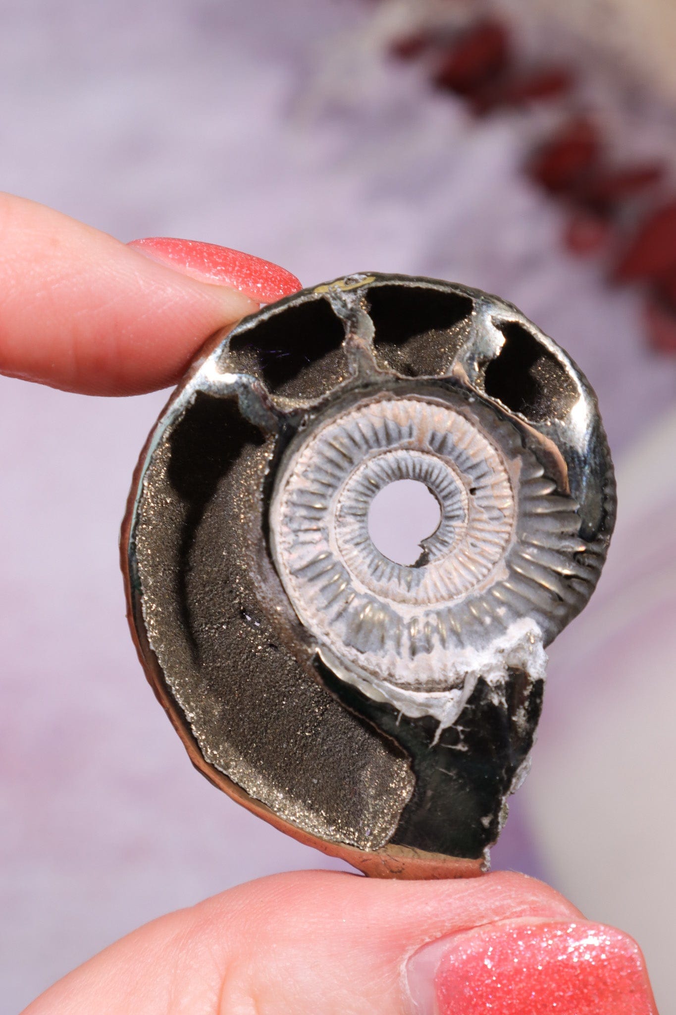 Pyritised Ammonite from France 17.70gr Fossil Tali & Loz Crystals