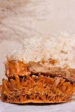 Rare Gypsum, Australia Statement Specimen, Sold As Seen Wands Tali & Loz Crystals