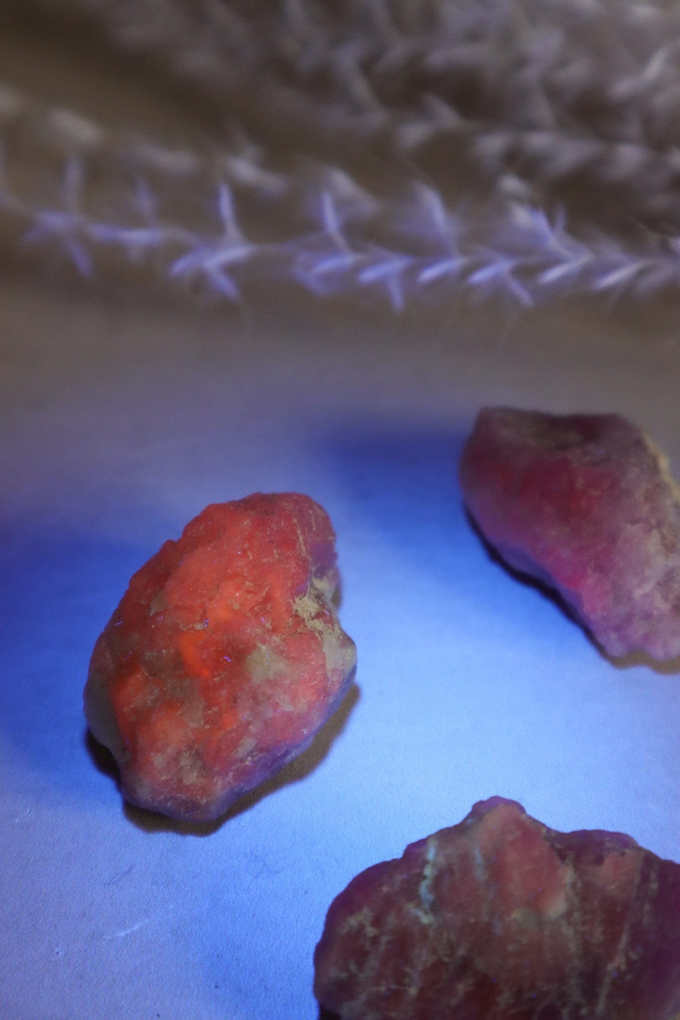 Rough Purple Hackmanite Rough Crystals Tali & Loz Crystals