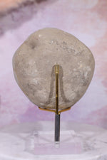 Septarian Half Polished Nodule 9.5cm Minerals Tali & Loz Crystals