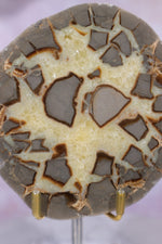 Septarian Half Polished Nodule 9.5cm Minerals Tali & Loz Crystals