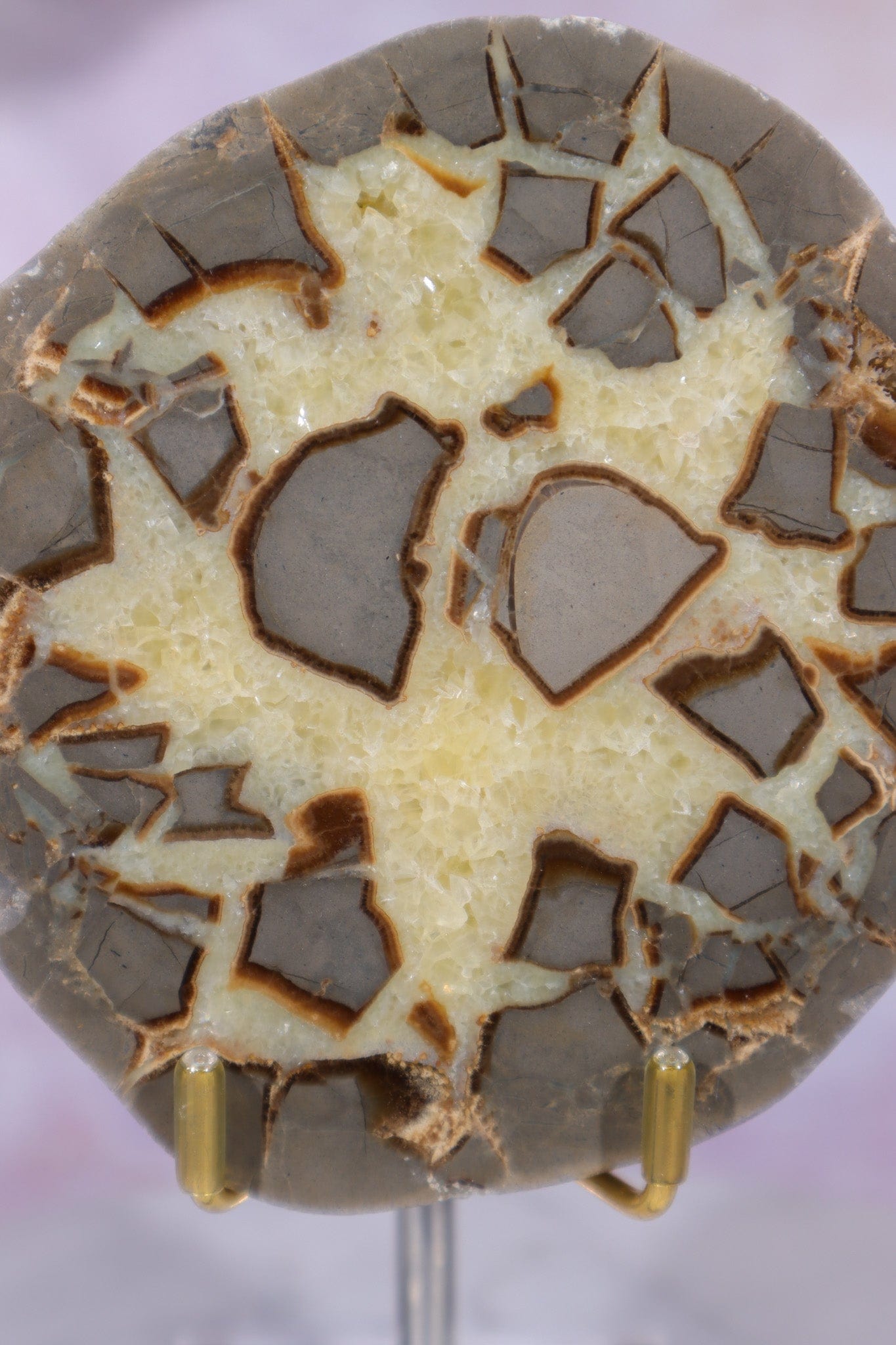 Septarian Half Polished Nodule 9.5cm Minerals Tali & Loz Crystals