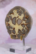 Septarian Half Polished Nodule 9.5cm Minerals Tali & Loz Crystals